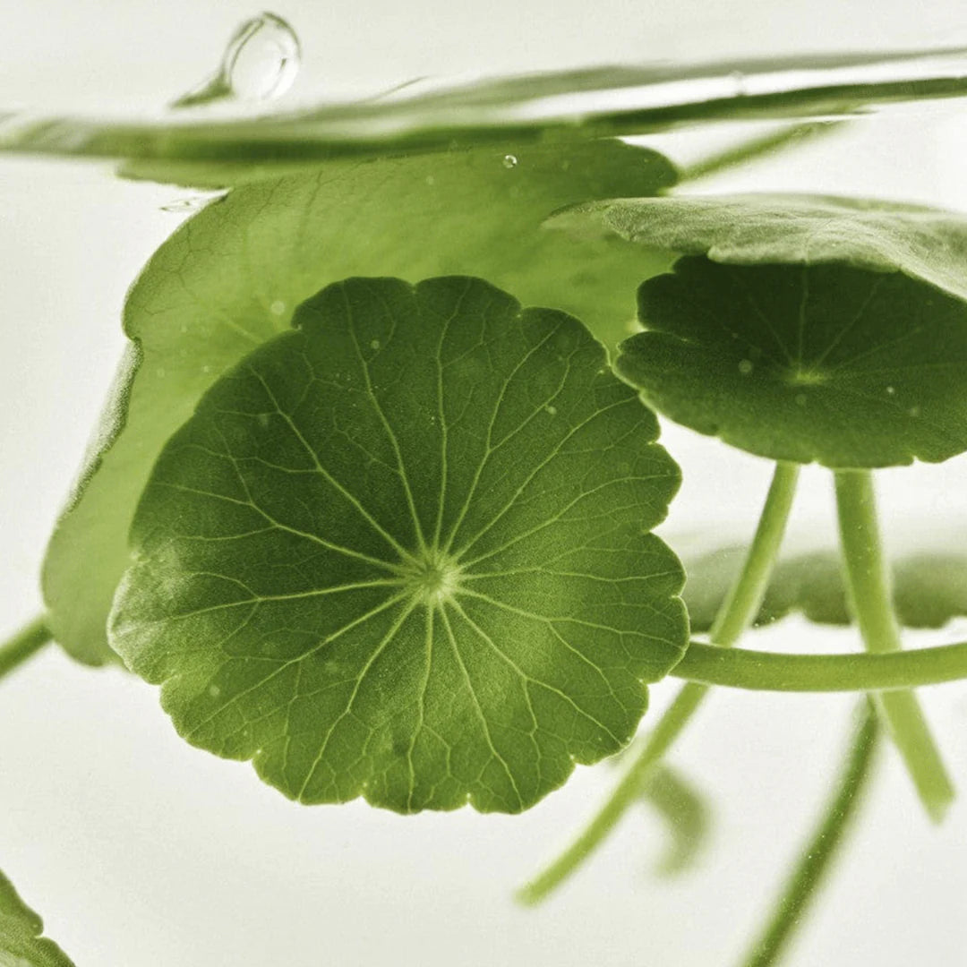BEAUTY OF JOSEON - LIGHT ON SERUM CENTELLA+VITA C