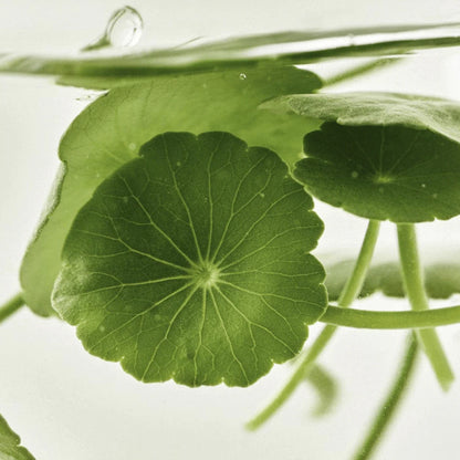 BEAUTY OF JOSEON - LIGHT ON SERUM CENTELLA+VITA C