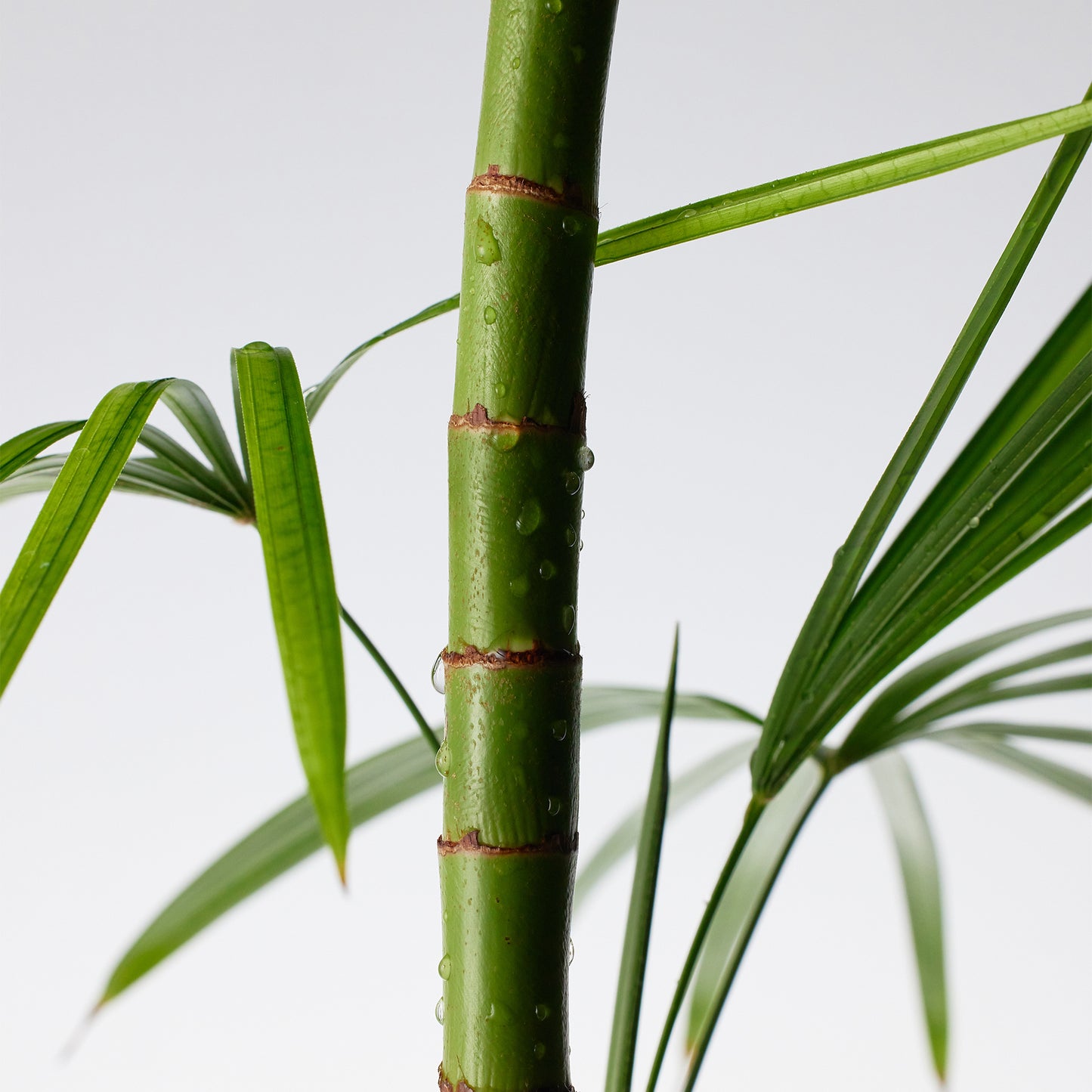 PURITO SEOUL - MIGHTY BAMBOO PANTHENOL CREAM