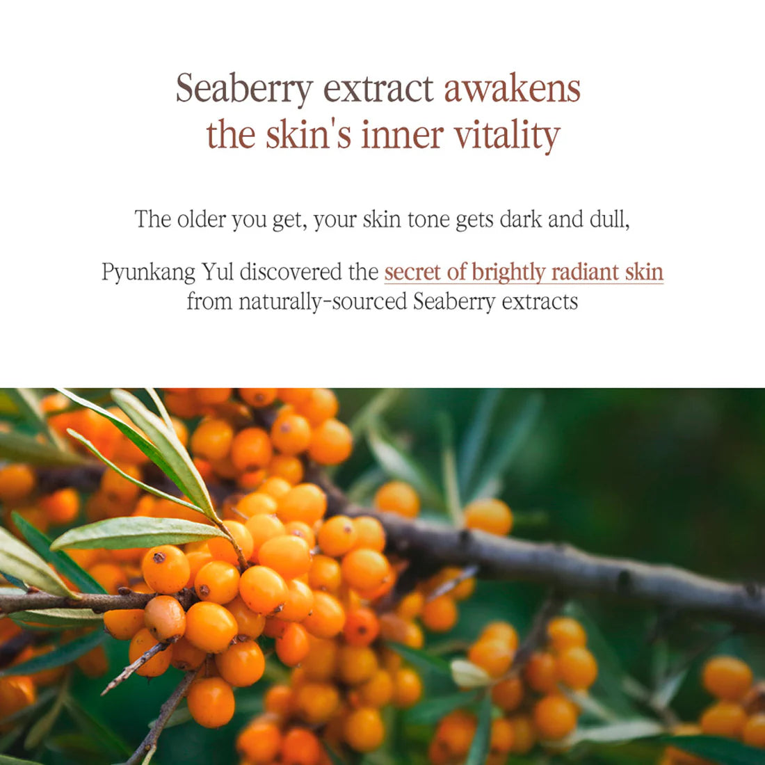 PYUNKANG YUL - BLACK TEA BOOSTING SERUM
