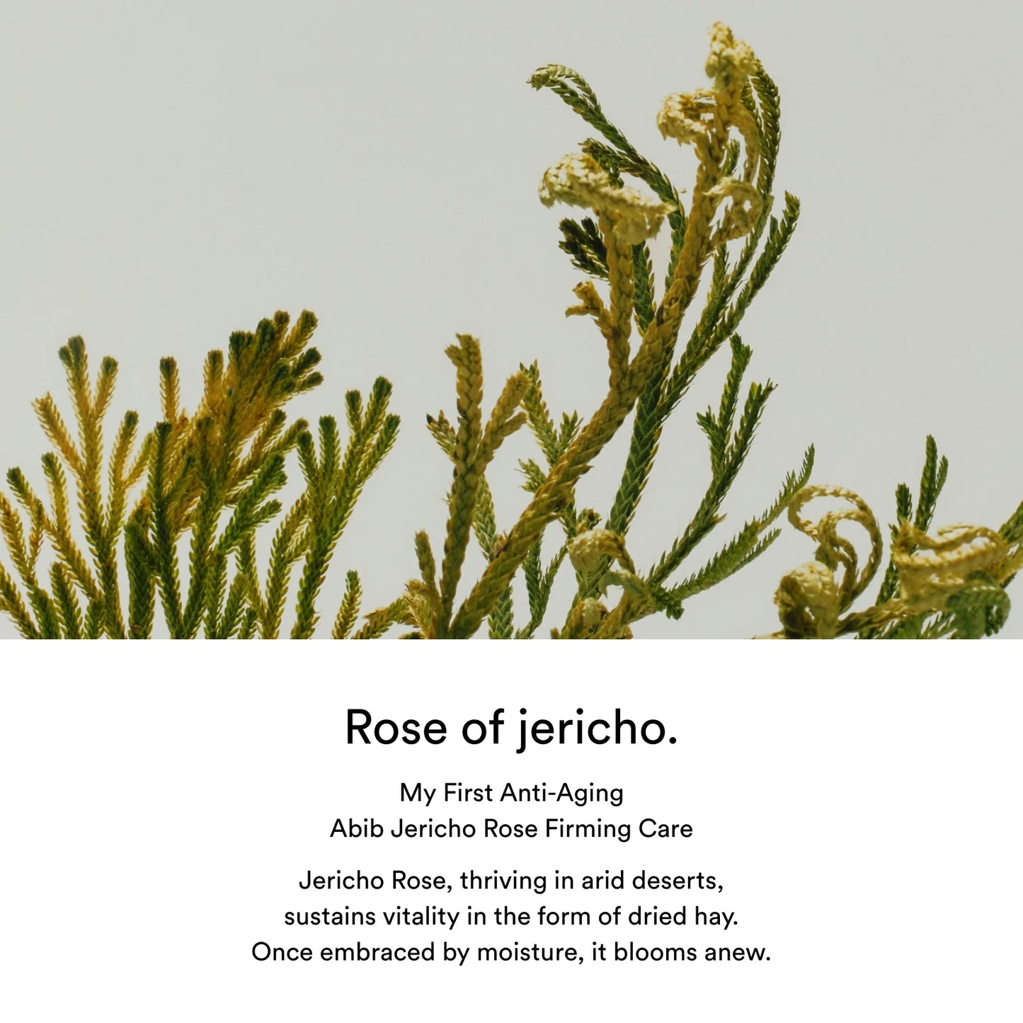 Soin doux et apaisant Abib Jericho Rose Toner, parfait pour calmer les rougeurs et équilibrer la peau, chez Sakura Bloom à Morges.
