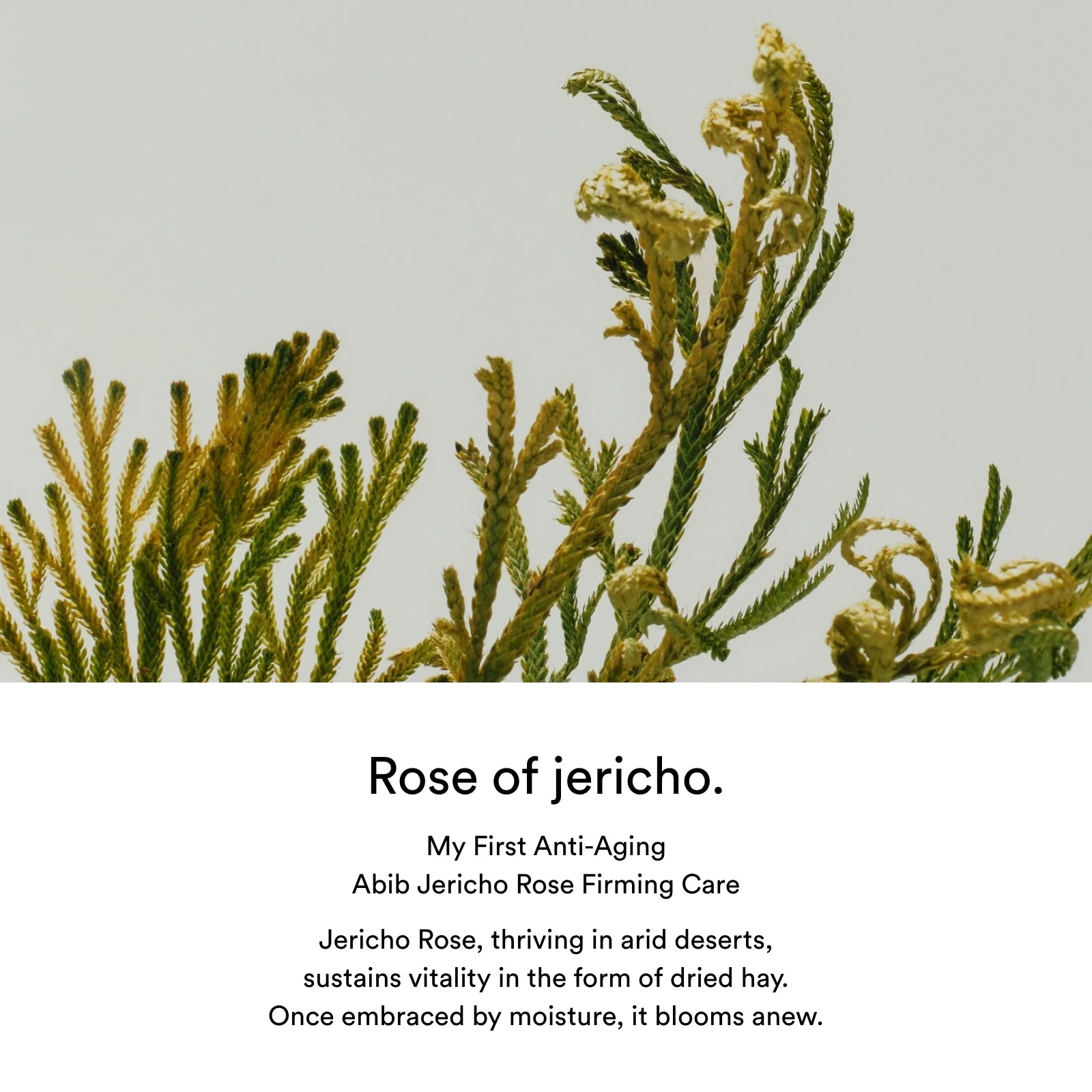 Soin doux et apaisant Abib Jericho Rose Toner, parfait pour calmer les rougeurs et équilibrer la peau, chez Sakura Bloom à Morges.
